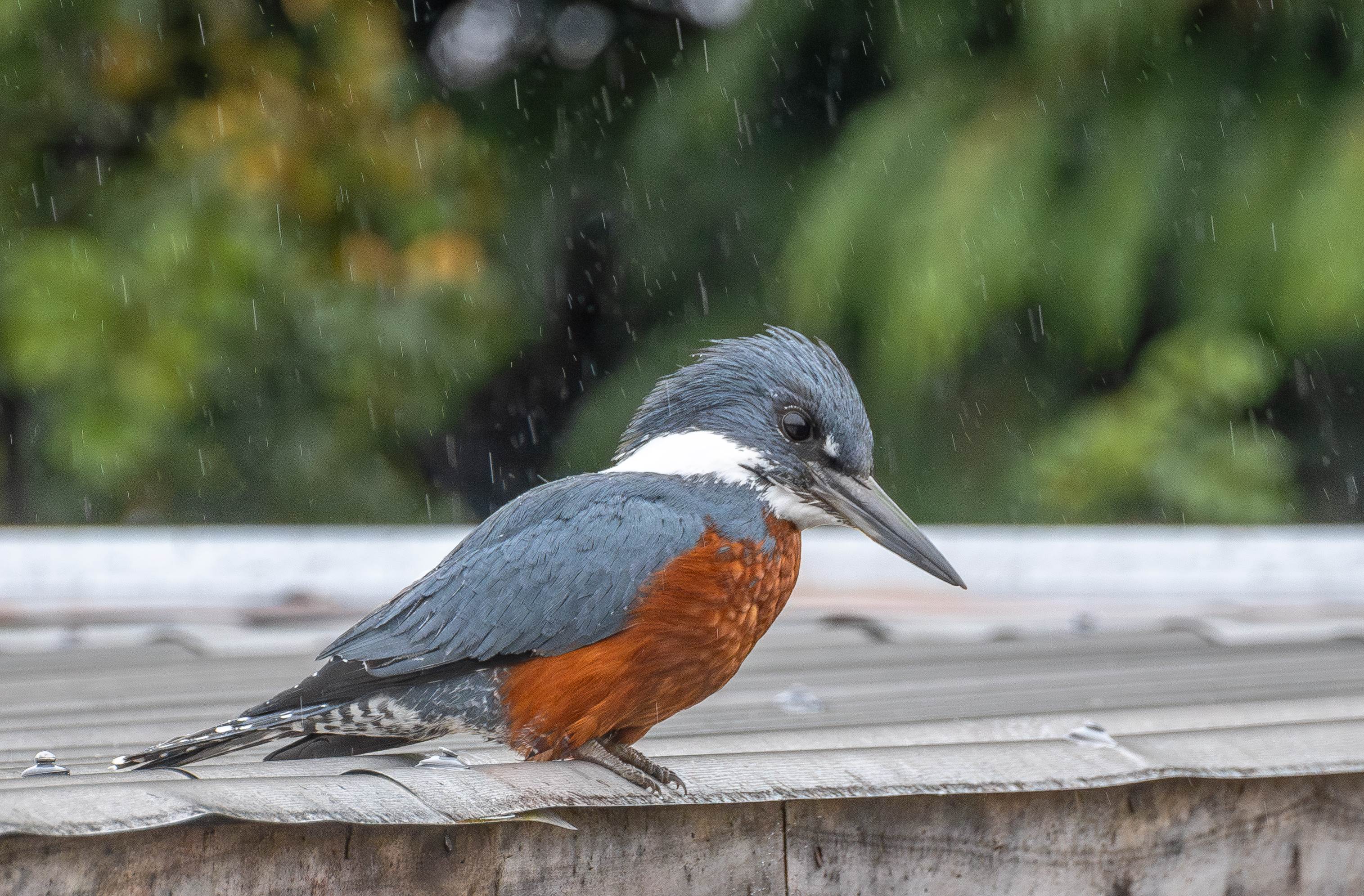 photo-5a0b196f-3ee3-4823-bd03-8f218906b5bf