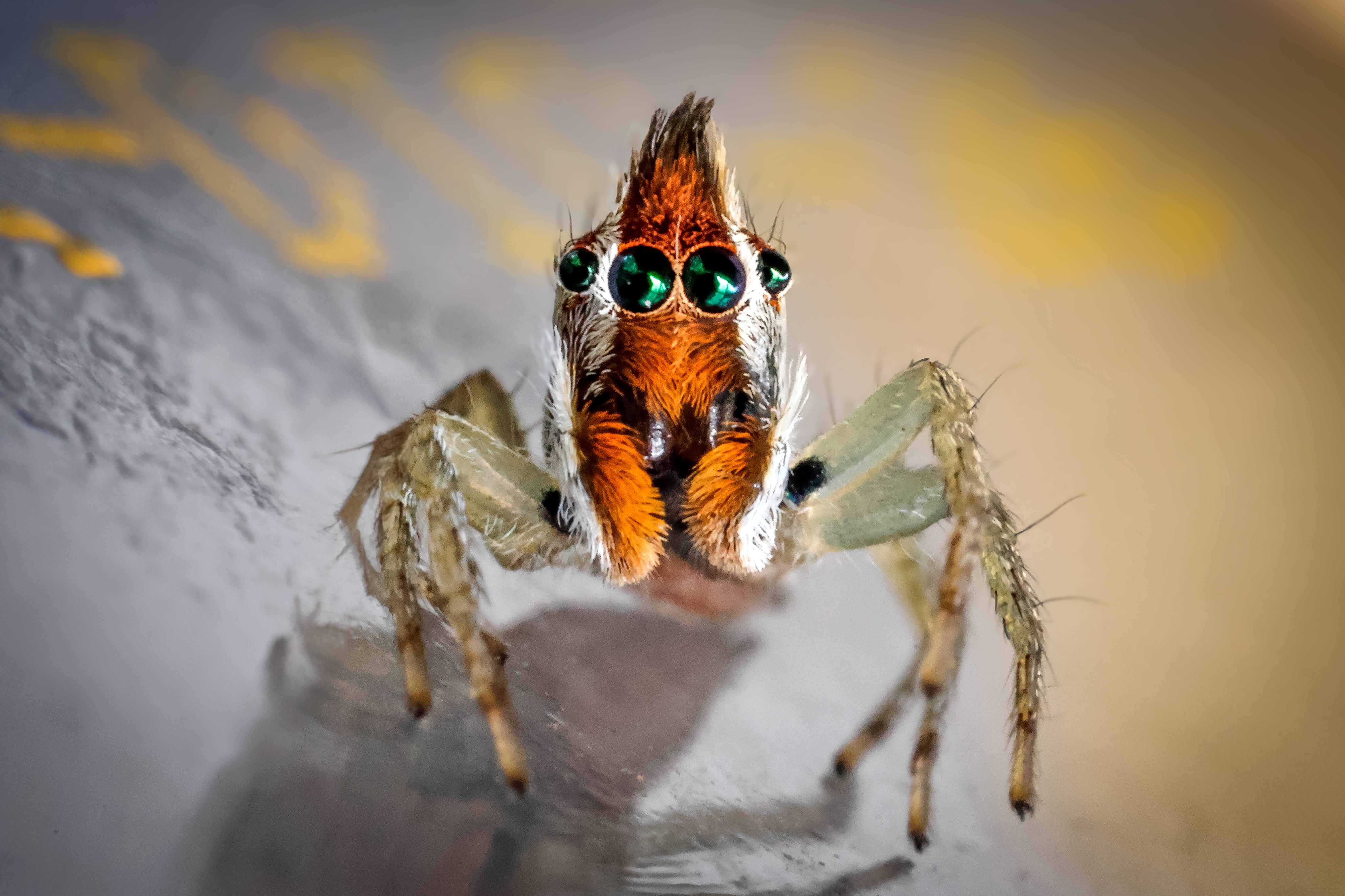 pic-dd181224-459b-41be-956c-8638835c56f4